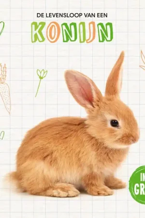 Uitverkoop Konijn