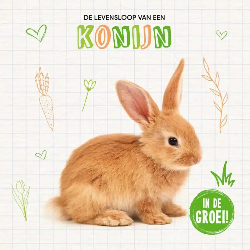 Uitverkoop Konijn