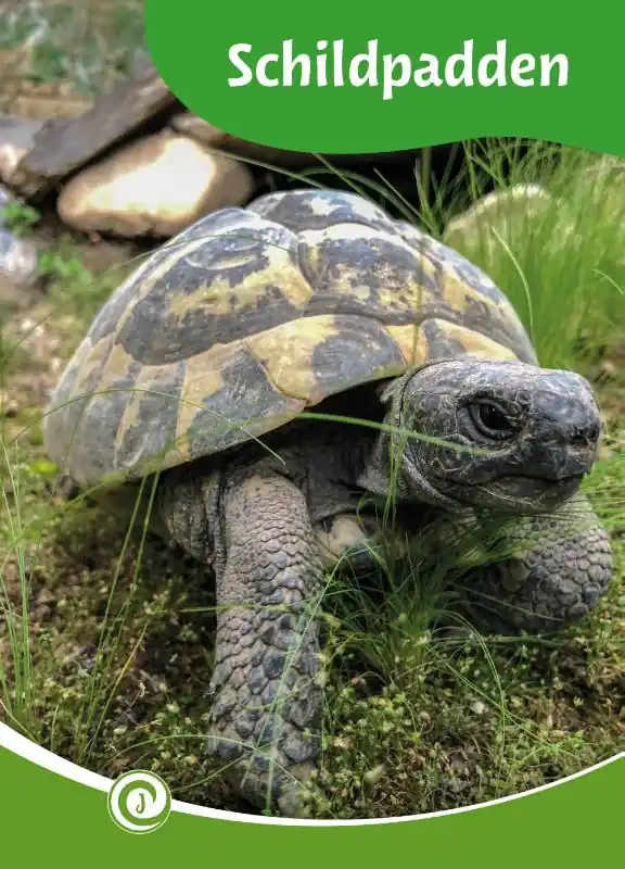 Schildpadden Koop Online