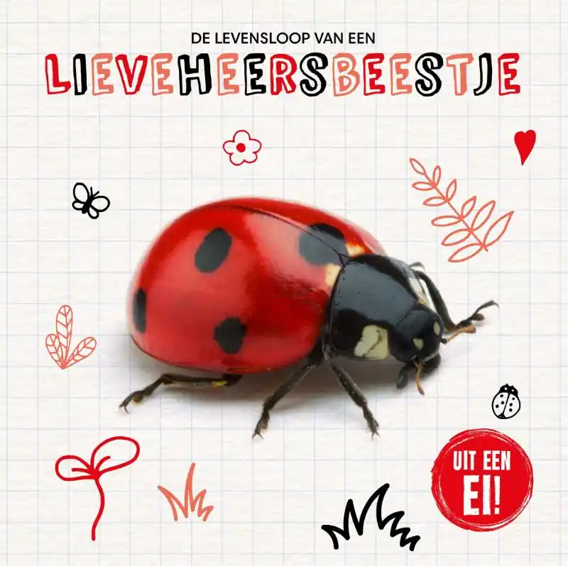 Laatste Kans De levensloop van een lieveheersbeestje