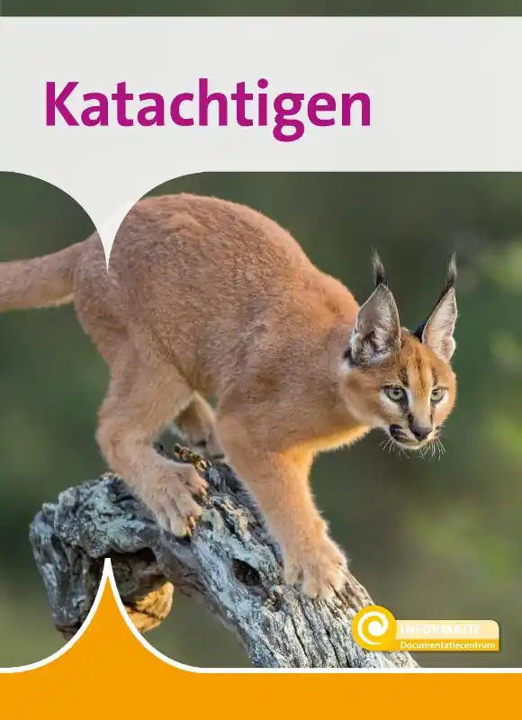 Katachtigen Dagaanbieding