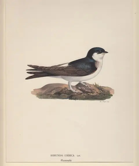 Hoge Kwaliteit Hirundo Urbica. Hussvala. - Wright, Magnus von