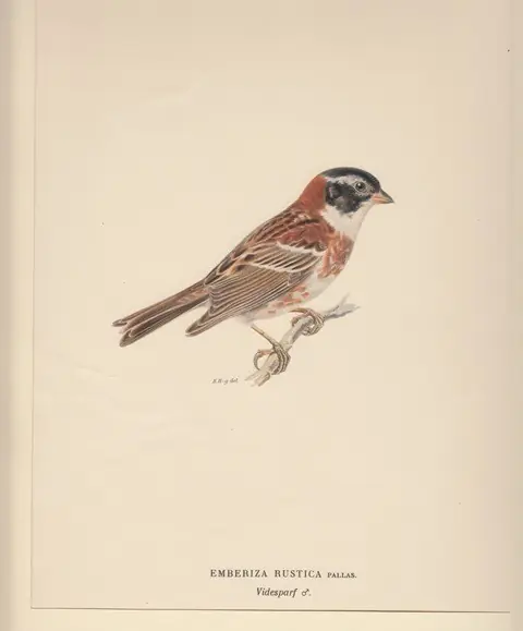 Emberiza Rustica. Videsparf (female). - Bror Hallberg Lage Prijs