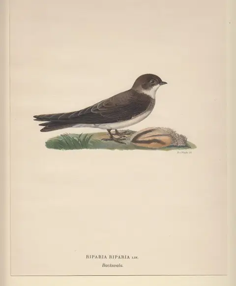 Nieuw Riparia Riparia. Backsvala. - Wright, Magnus von