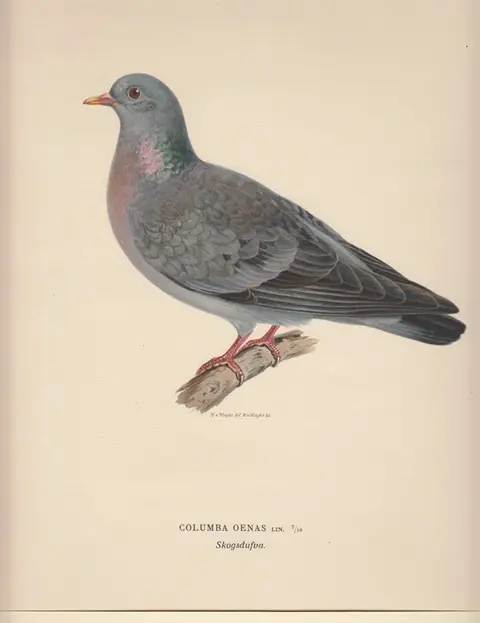 Columba Oenas. Skogdufva. - Wright, Magnus von/Wright, Wilhelm von Goedkoop