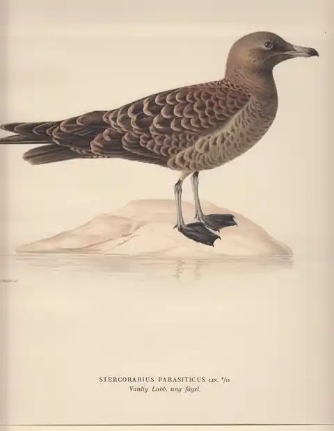 Gecertificeerd Stercorarius Parasiticus. Vanlig Labb, ung fagel. - Wright, Ferdinand von
