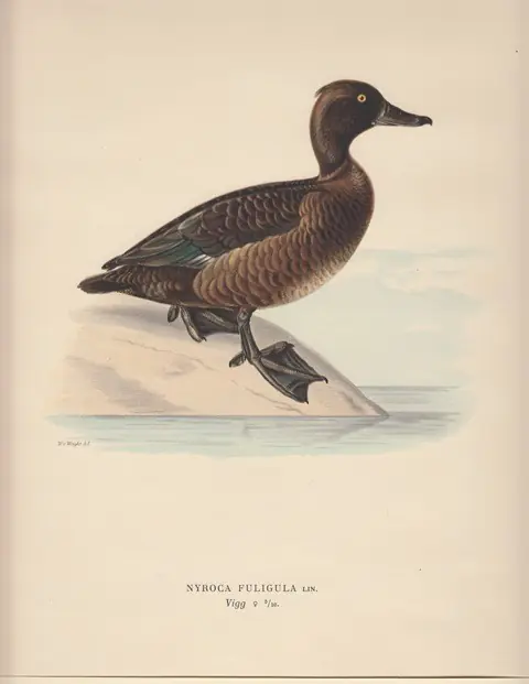 Nu Kopen Nyroca Fuligula. Vigg (male). - Wilhelm von Wright