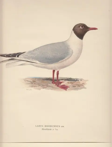 Op = Op Larus Ridibundus. Skrattmas (female). - Bror Hallberg