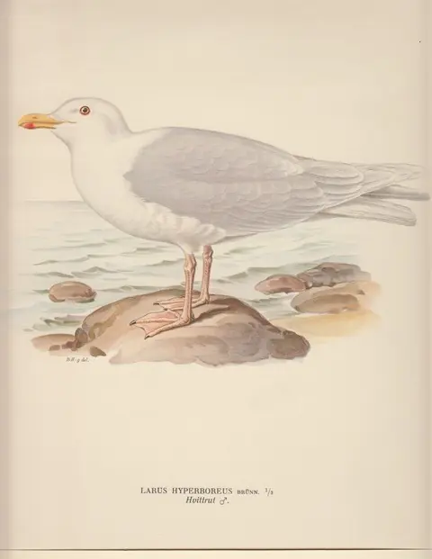 Larus Hyperboreus. Hvittrut (female). - Bror Hallberg Weekendaanbieding