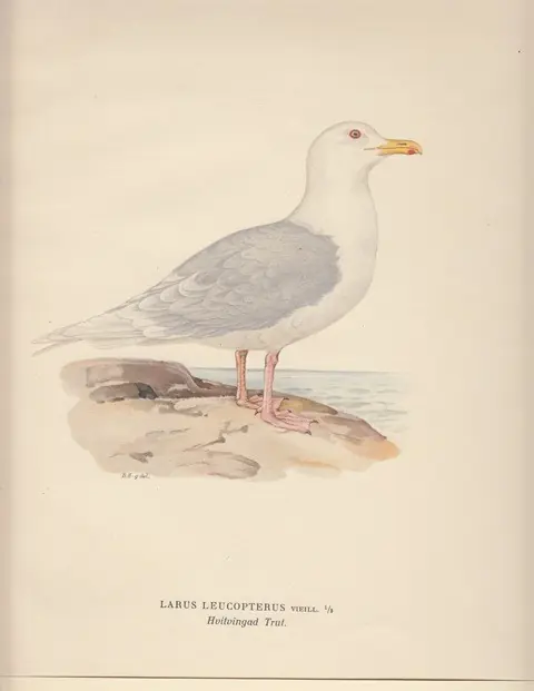 Must-Have Larus Leucopterus. Hvitvingad Trut. - Bror Hallberg