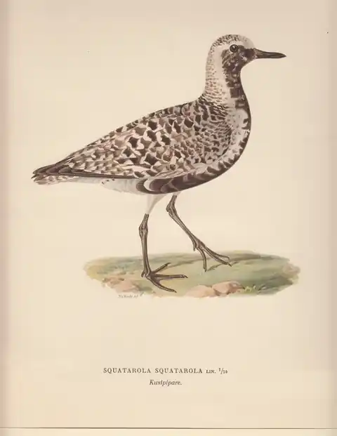 Direct Verzonden Squatarola Squatorola. Kustpipare. - Wright, Magnus von