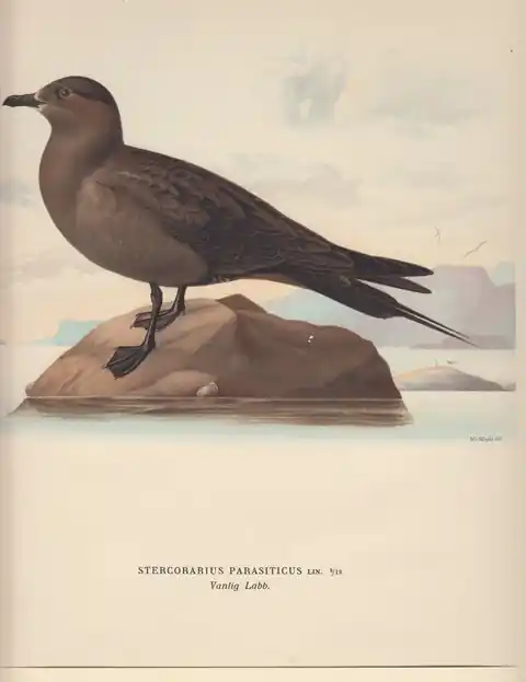 Sterncorarius Parasiticus. Vantig Labb. - Wilhelm von Wright Hete Deal