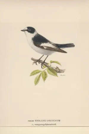 Tijdelijk Beschikbaar Muscicapa Collaris. Halsbandsflugsnappare (female). - Bror Hallberg
