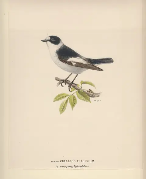 Tijdelijk Beschikbaar Muscicapa Collaris. Halsbandsflugsnappare (female). - Bror Hallberg