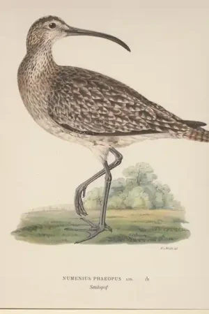 Numenius Phaeopus. Smaspof. - Wright, Magnus von Betaalbaar