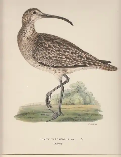 Numenius Phaeopus. Smaspof. - Wright, Magnus von Betaalbaar