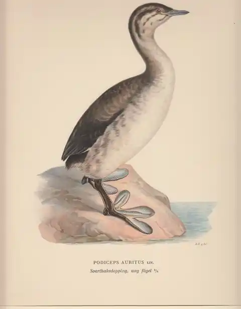 Laatste Versie Podiceps Auritus. Svarthakedopping, ung fagel. - Bror Hallberg