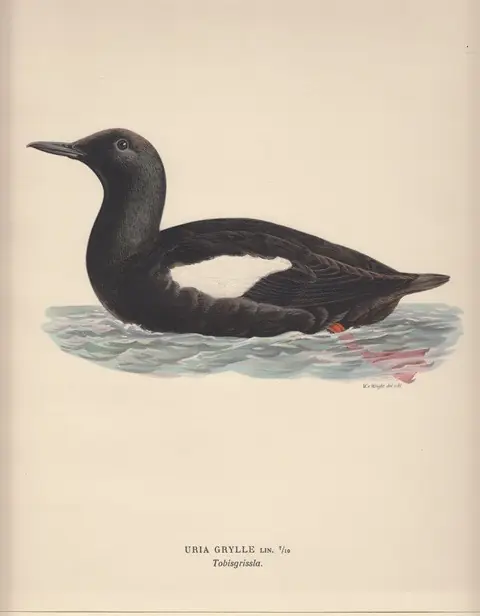 Uria Grylle. Tobisgrissla. - Wilhelm von Wright Op = Op