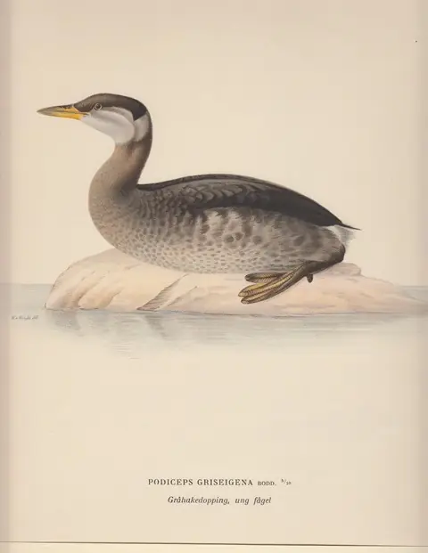Favoriet Podiceps Griseigena. Grahakedopping, und fagel. - Wilhelm von Wright