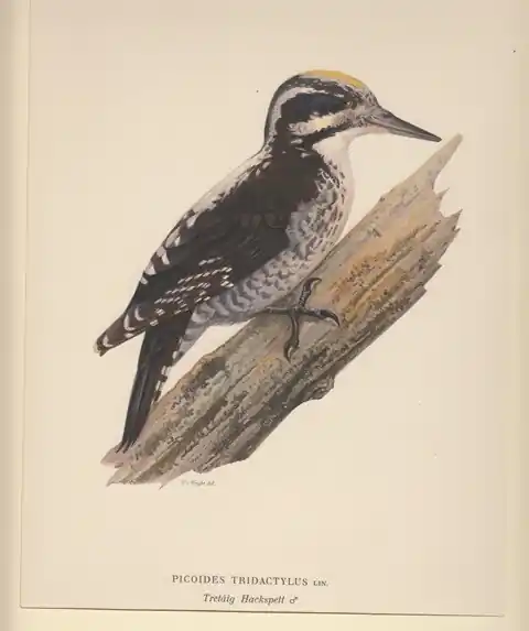 Actieprijs Picoides Tridactylus. Tretaig Hackspett (female). - Wilhelm von Wright